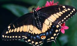 Black Swallowtail (Papilio polyxenes) 
