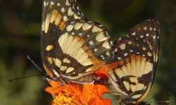 Bordered Patch (Chosyne lacinia)