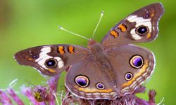 Buckeye  (Junonia coenia)