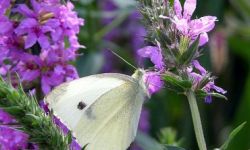 Cabbage White (Pieris rape)