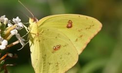 Cloudless Sulphur (Phoebis sennae)