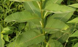 Common Milkweed (asclepias syriaca)