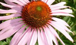 Cone Flower (echinacea)