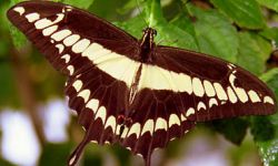 Giant Swallowtail (Papililo cesphontes)