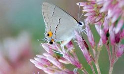 Grey Hairstreak (Strymon melinus)