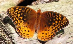 Great Spangled Fritillary (Speyeria cybele)