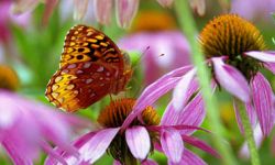 Great Spangled Fritillary (Speyeria cybele)