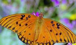 Gulf Fritillary (Dione Vanillae)