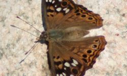 Hackberry Butterfly (Asterocampa celtis)