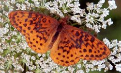 Meadow Fritillary (Boloria bellona)