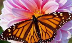 Monarch (Danaus Plexippus)