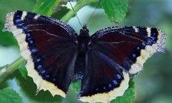 Mourning Cloak (Nymphalis antiopa)