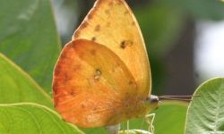 Orange-barred Sulphur (Pheobis philea)