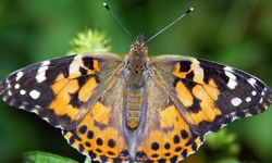 Painted Lady (Vanessa cardui)