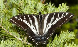 Pale Swallowtail (Papilio eurymedon)