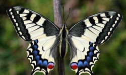  Old World Swallowtail (Papilio machaon)