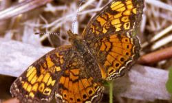 Pearl Crescent (Phyciodes tharos)