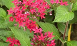 Pentas (pentas lanceolata)