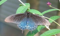 Pipevine Swallowtail (Battus philenor)