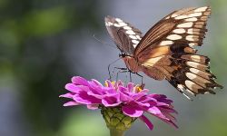 Polydamus Swallowtail (Battus polydamus)