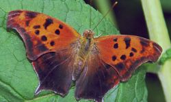 Question Mark (Polygonia interrogations)