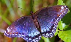 Red-spotted Purple (Limentis astyanax)