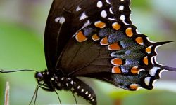 Spicebush Swallowtail (papilio troilus)