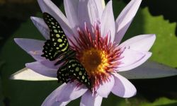 Butterfly feeding on nectar