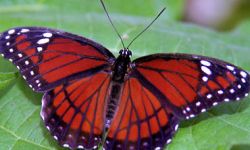 Viceroy (Limenitis archippus)