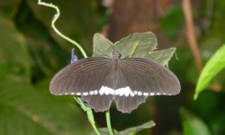 Weidemeyer's Admiral (Limenitis weidemeyeri)