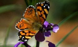 West Coast Lady (Vanessa annabella)