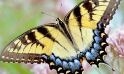 Western Tiger Swallowtail (Papilio rutulus)