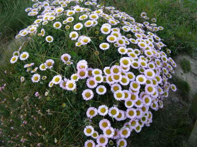 Flowers Pictures And Erfly Flowers Healthy