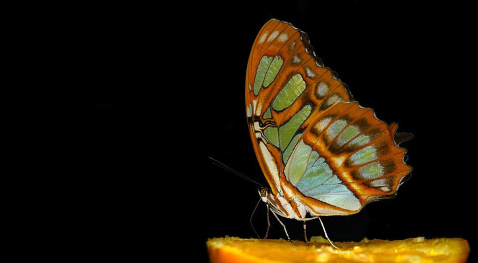 Black Background Butterfly 